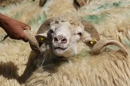 A ram with heavy curled horns and a yellow ear tag held by the horn in a close-packed pen of sheep, in full daylight.